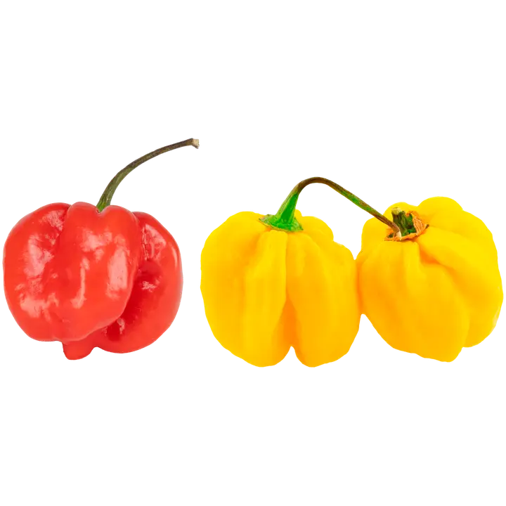 Habanero erittäin tulinen 10