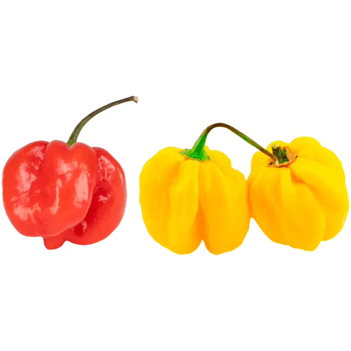 Habanero erittäin tulinen 10