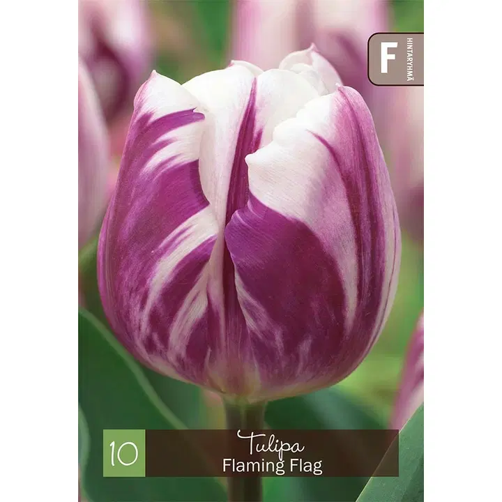 Tulppaani, Tulipa Flaming Flag Z11-12, 10kpl