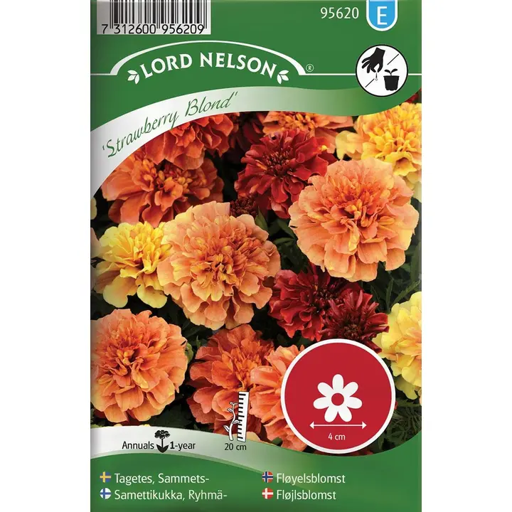 95620 tagetes strawberry blond
