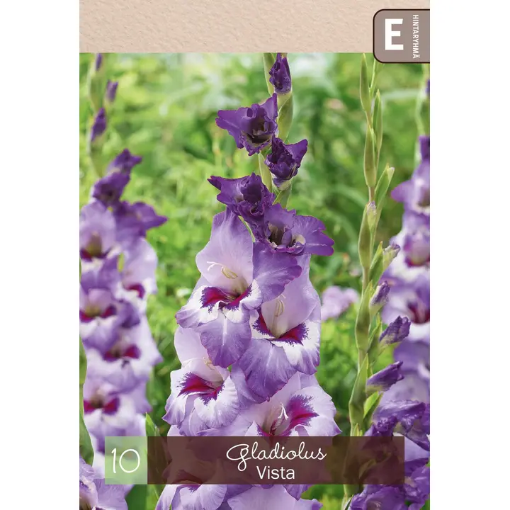 Gladiolus 'Vista' 10kpl