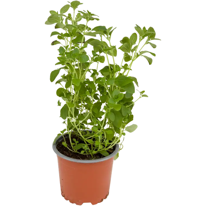 Lehtosen Puutarha oregano tuore