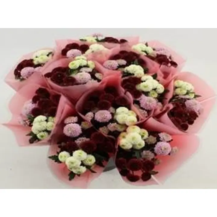 Krysanteemi Santini 3kpl, monivärikimppu, sävykääre, 50cm