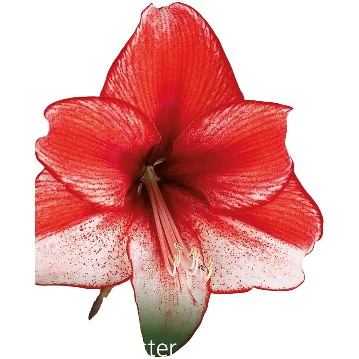 Amaryllissipuli Showmaster 1kpl, sipulin koko 28/30