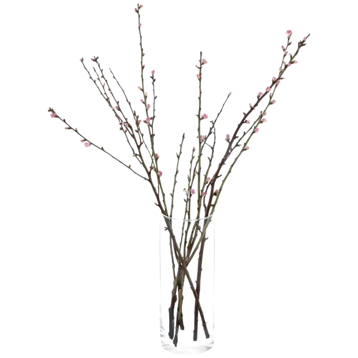 Persikan oksa, 60cm