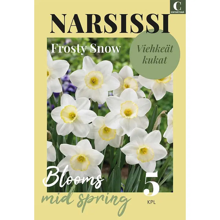 Narsissi Frosty Snow Z12/14, 5kpl
