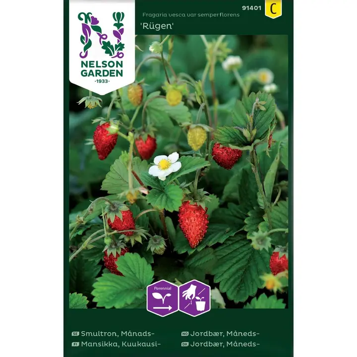 91401 kuu maasikas rügen