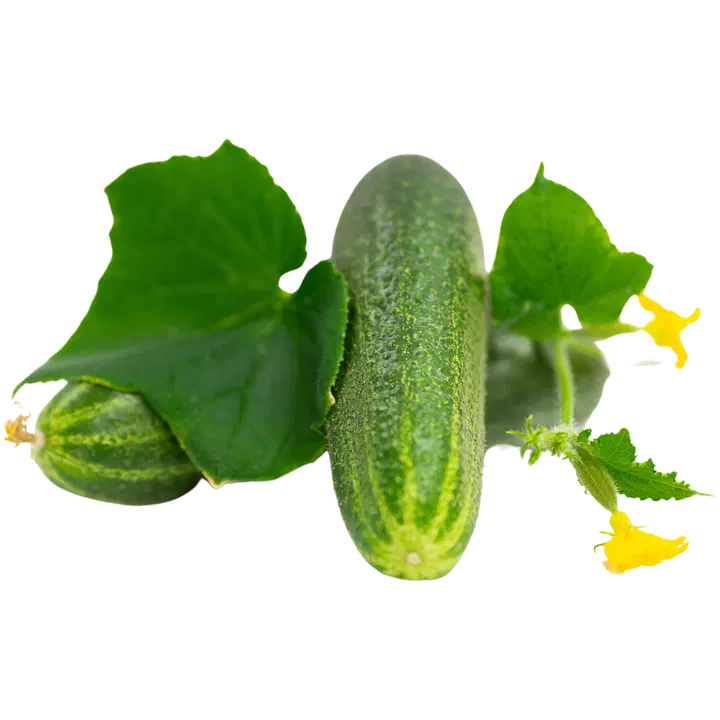 Ahdesalon maatila avomaankurkku