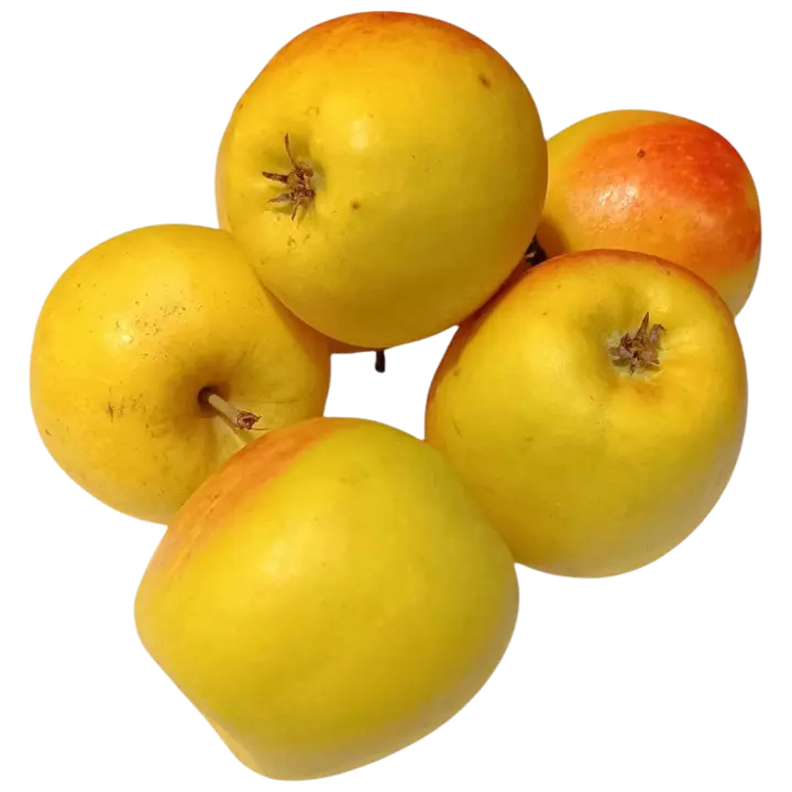 Õun Zarja Alatau II klass