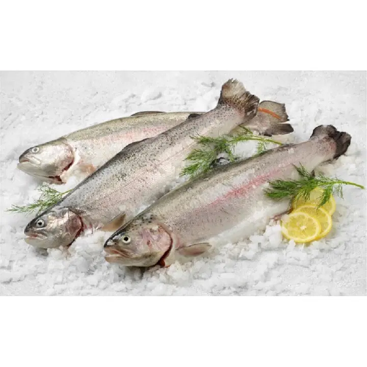 Saimaan Tuore ASC Kirjolohi perattu n.1,5-2kg n.10kg
