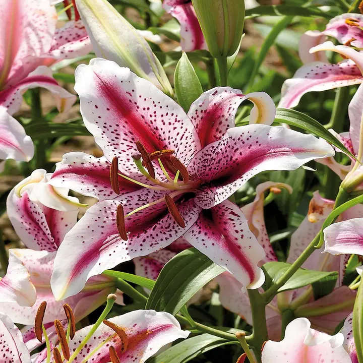 Lilja Dizzy 14/16 x3