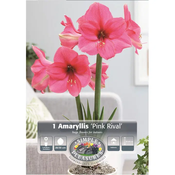 Amarylliksen sipuli Pink Rival, koko 28/30, 1kpl