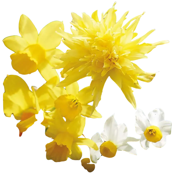 Narsissi Botanical sekoite Z10/12, 20kpl