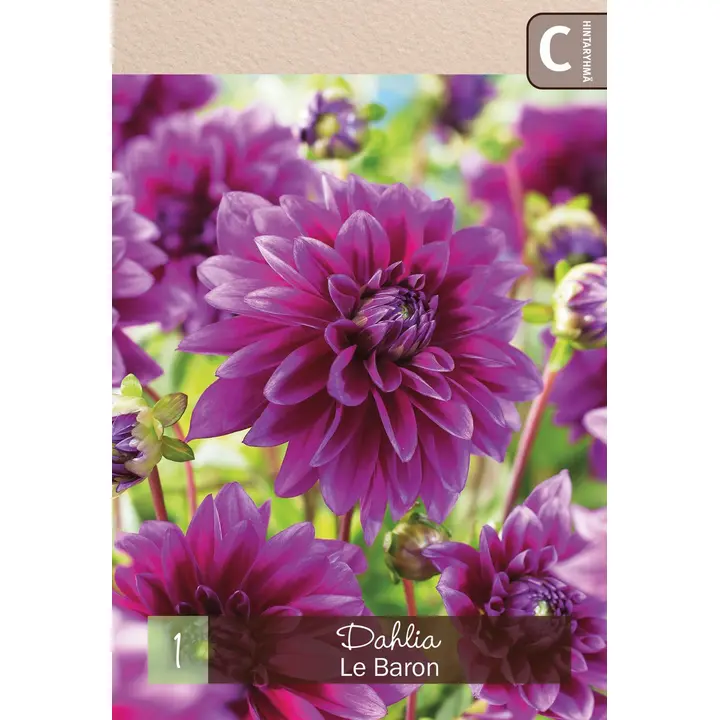 Koristedaalia 'Le Baron' 1kpl