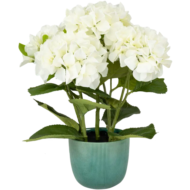 Tehistaim hortensia potis