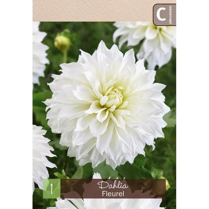 Lautasdaalia 'Fleurel' 1kpl