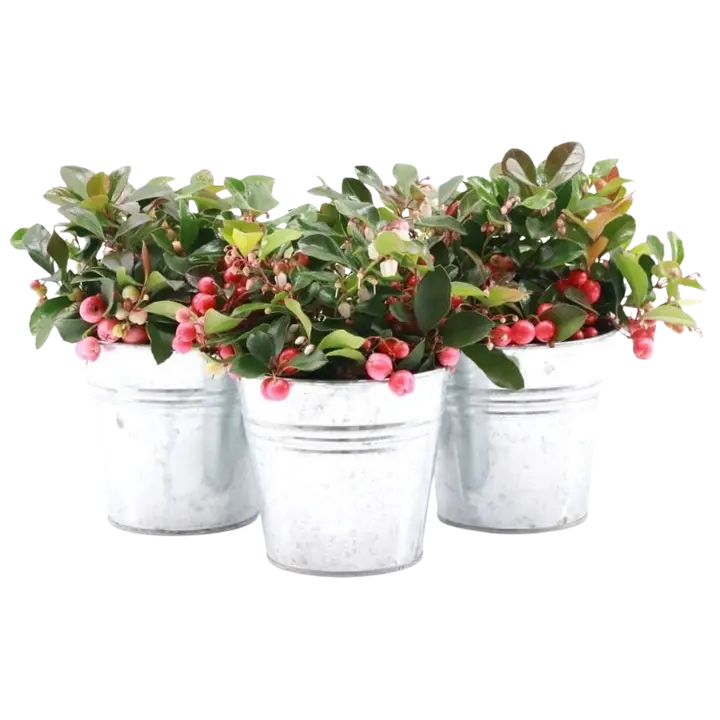 Lamosalali, Gaultheria procumbens Big Berry sinkkiruukussa