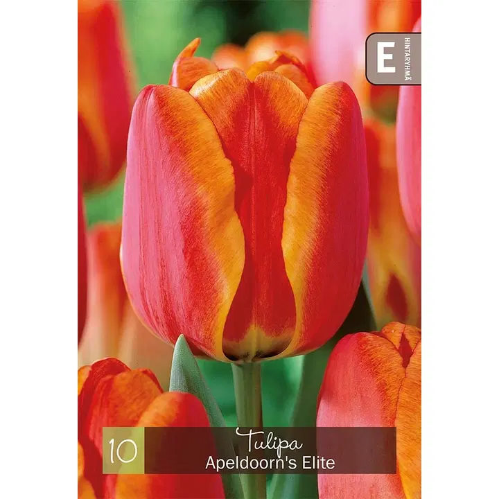 Tulpp. Apeldoorn's Elite Z11-12, 10kpl