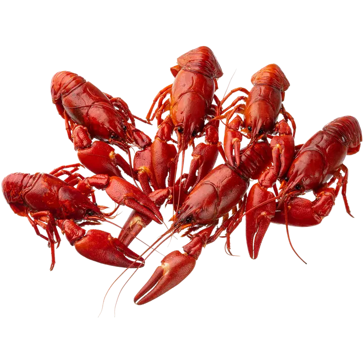 Kalamesta täplärapu keitetty 10 cm