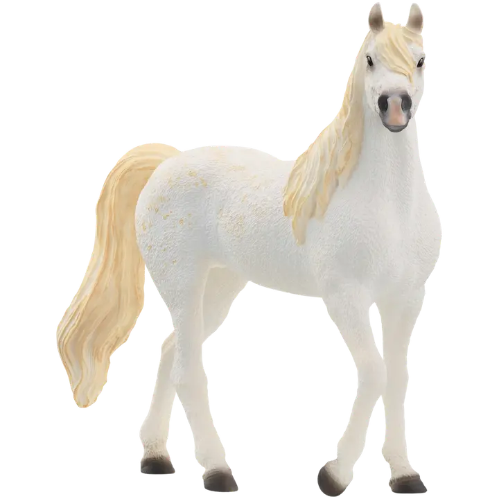 Araabia hobuse täkk