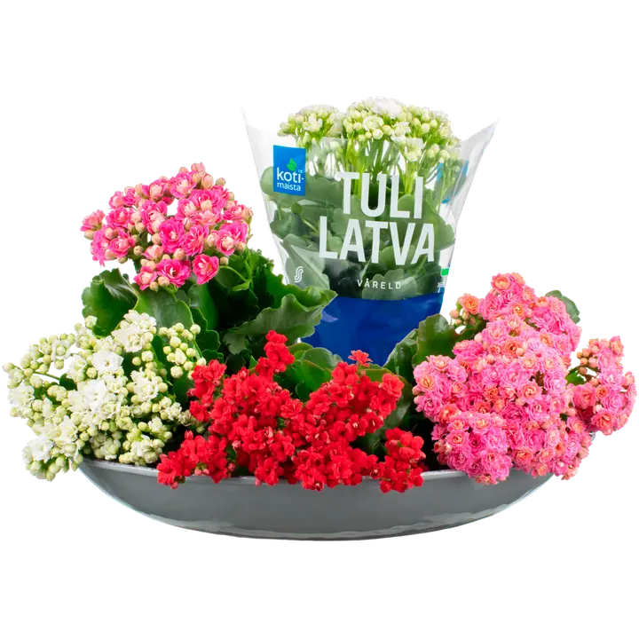 Kotimaista kerrottu tulilatva, Kalanchoe Blossfeldiana, värilajitelma, rk 11cm