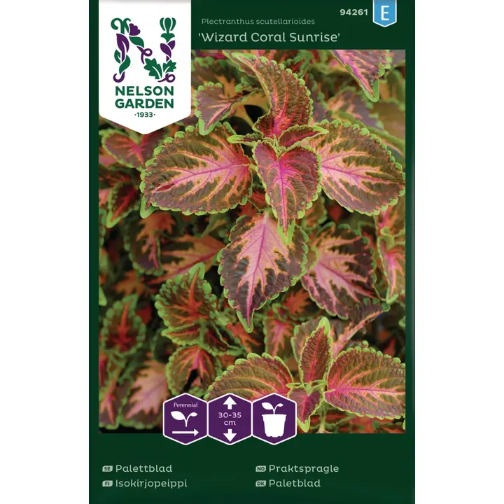 94261 coleus wizard coral sunrise