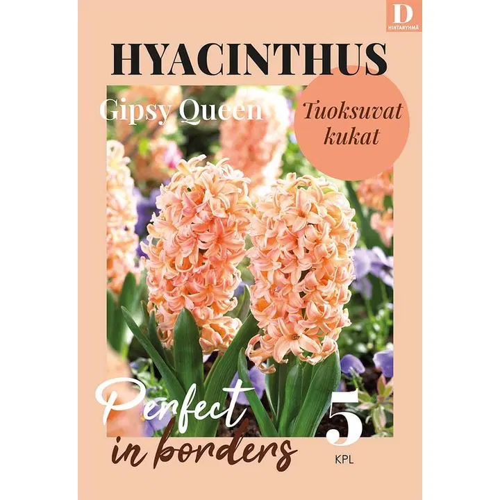 Hyasintti, Hyacinthus Gipsy Queen 16/17, 5kpl