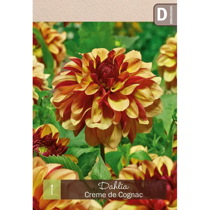 Koristedaalia 'Creme de Cognac' 1kpl