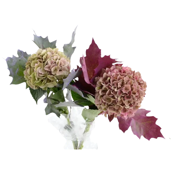 Hortensia + tammenlehti, lajitelma, 2 oksaa, 50cm
