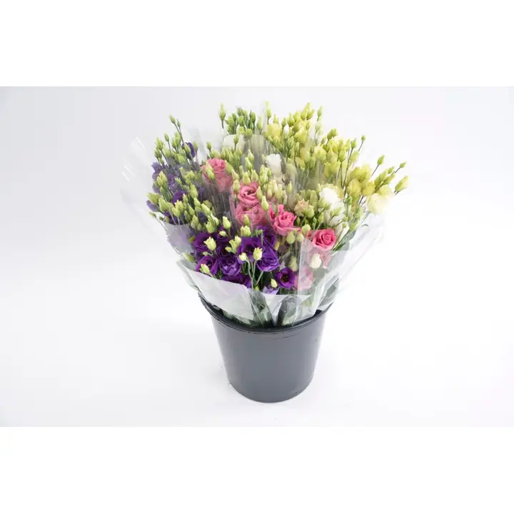 Kimp preeriakell ja roos