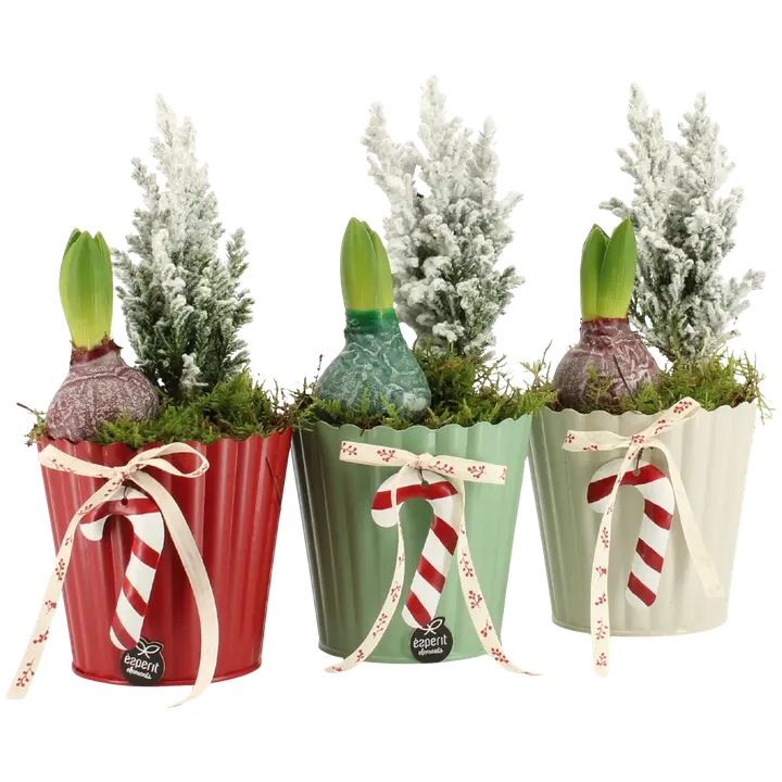 Istutus Huurrehyasintti, värillisessä koristellussa sinkkiastiassa parafiiniin kastettu hyasintti, lumetettu lawsoninsypressi, sammal, diam 11cm