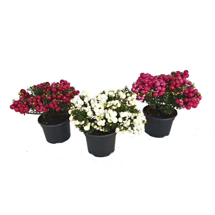 Teravatupuline Talihali