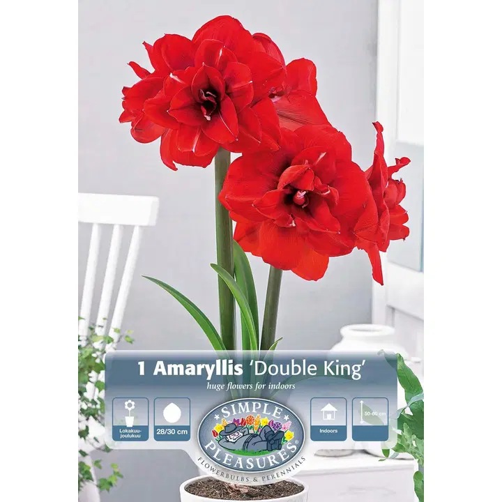 Amaryllissipuli Double King 28/30, 1kpl