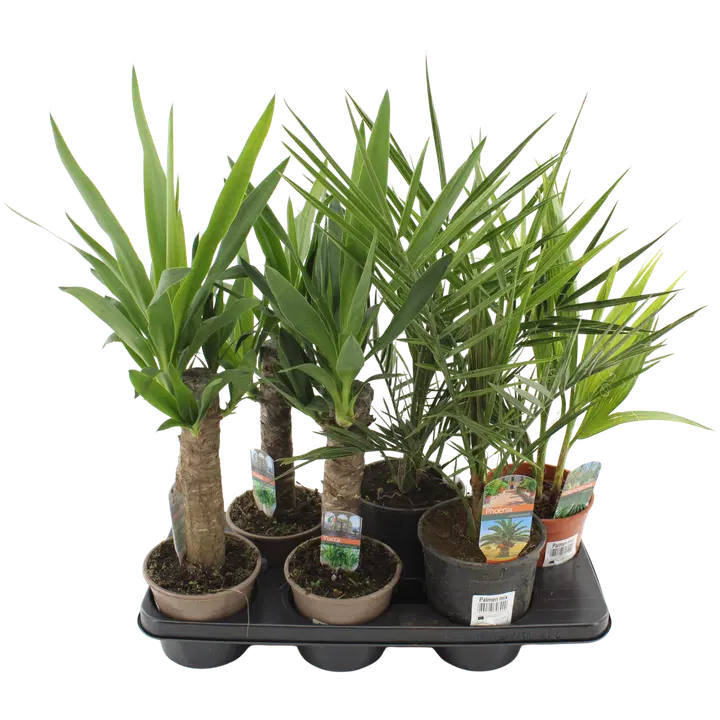 TERASSIPALM