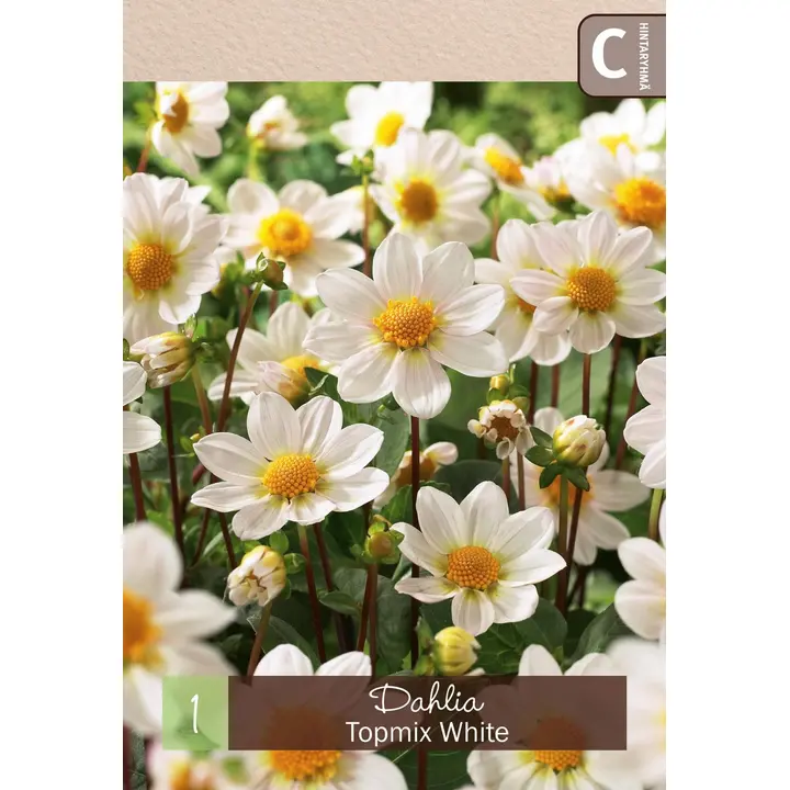 Tarhadaalia Topmix valkoinen 1kpl