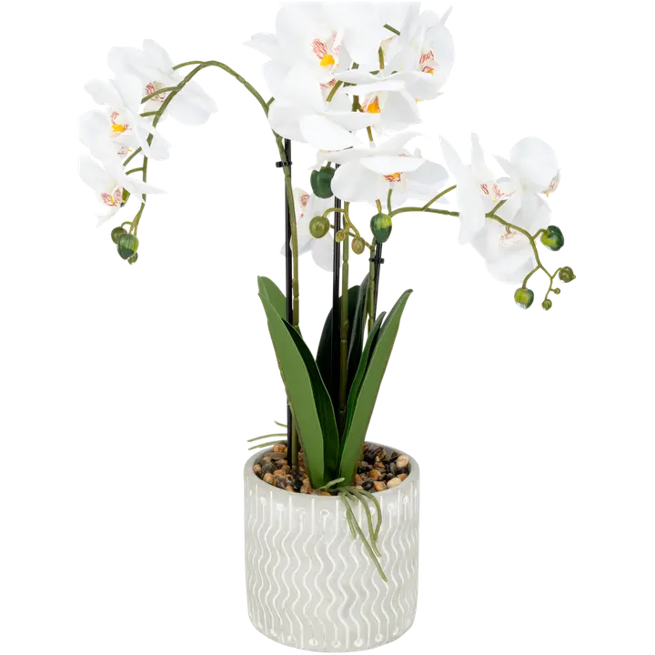 Orkidea ruukussa 54 cm