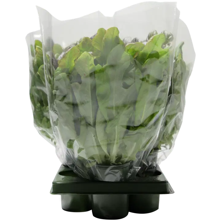 Unnaslahden Tammenlehtisalaatti