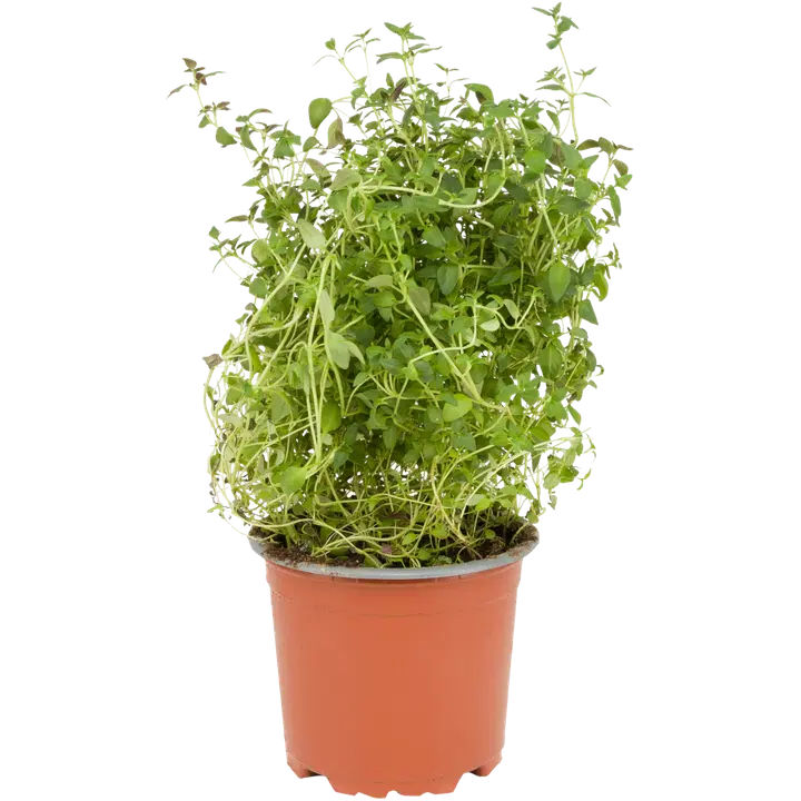 Deliverde timjami