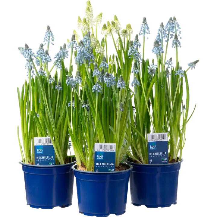 Kobarhüatsint potis