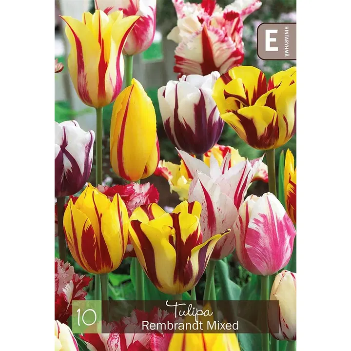 Tulppaanisekoite Rembrandt Z11-12, 10kpl