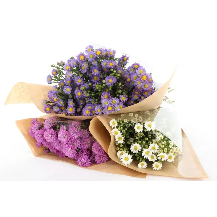 Asteri, lajitelma, 7 oksaa, 50cm