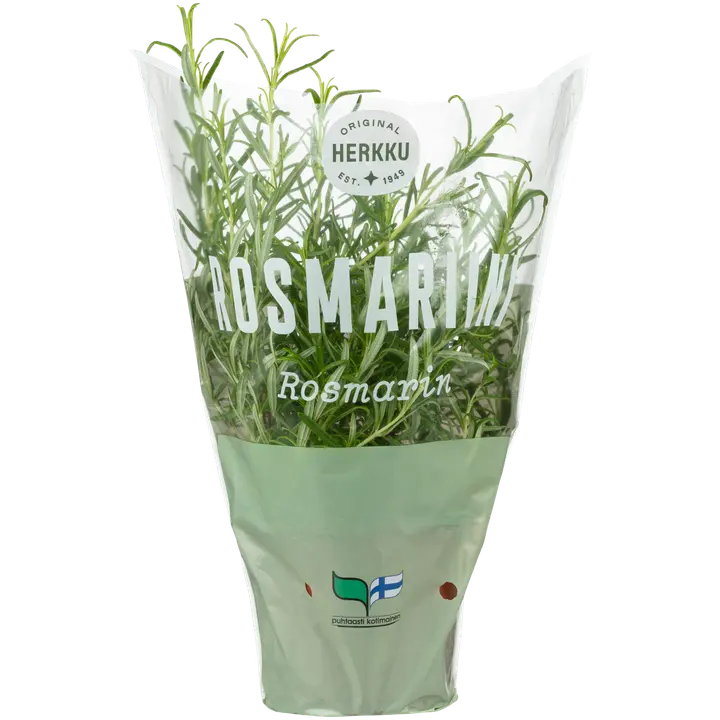 Herkku rosmariini ruukussa