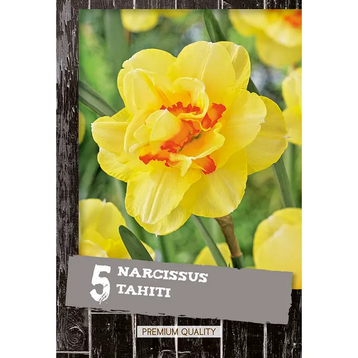 Kerrottu Narsissi Tahiti 5kpl