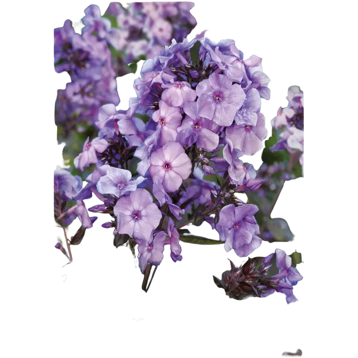 Syysleimu Blue Paradise No.I x2