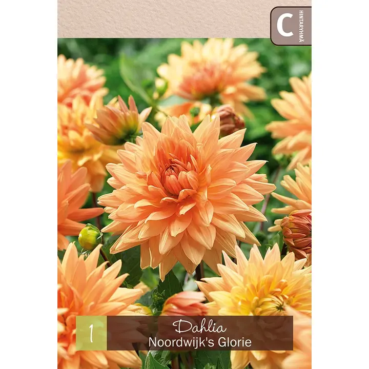 Koristedaalia 'Noordwijk's Glorie' 1kpl
