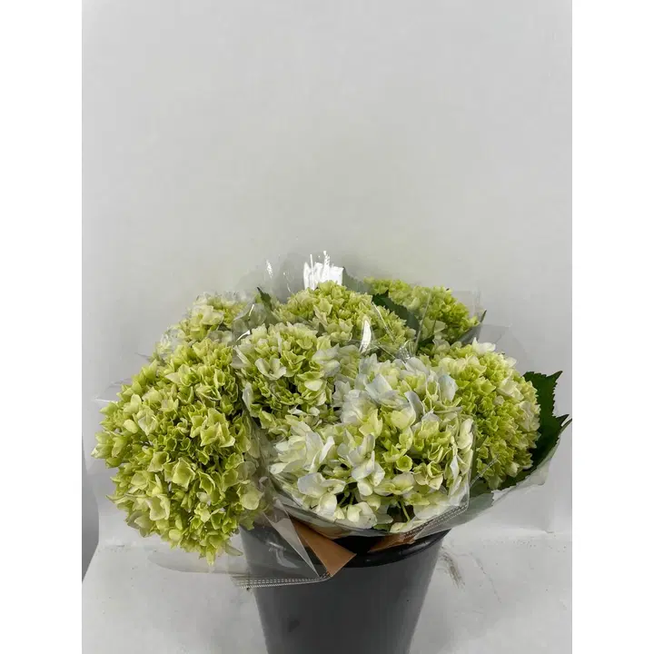 Hortensiagren, 1-pack, höjd 45cm