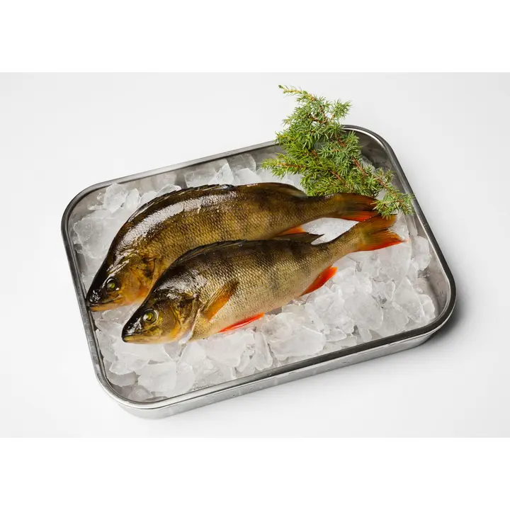 Hätälä Ahven perattu