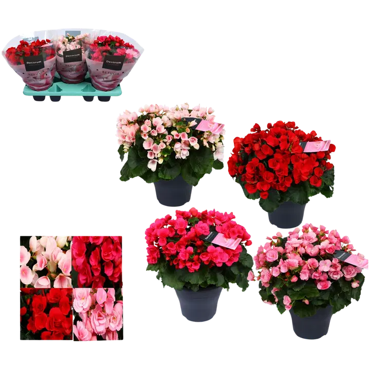 Begoonia 19 cm