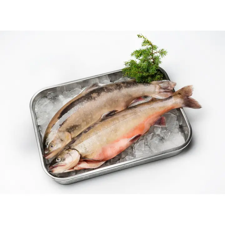 Hätälä Nieriä 500-800g n10kg