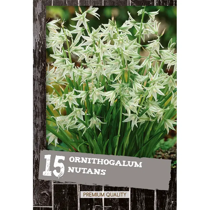 Nuokkutähdikki 15kpl